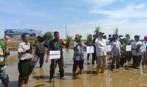 Kolaborasi Koramil 1613/Terisi dan Kementerian Pertanian untuk Penanaman Serentak 50.000 Ha di Indramayu