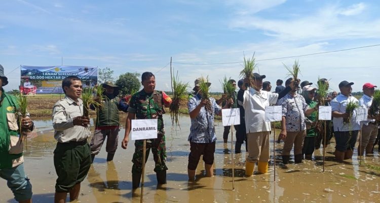Sinergi Koramil 1613/Terisi dan Kementan: Penanaman Serempak 50.000 Ha di Indramayu