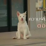 Sinopsis Film Gohan: Sebuah Kisah Dramatis Anjing yang Menyentuh Hati