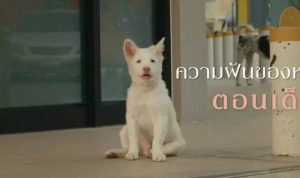 Sinopsis Film Gohan: Sebuah Kisah Dramatis Anjing yang Menyentuh Hati