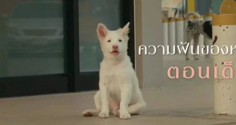 Sinopsis Film Gohan: Sebuah Kisah Dramatis Anjing yang Menyentuh Hati