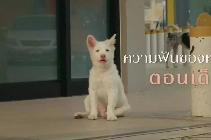 Sinopsis Film Gohan: Sebuah Kisah Dramatis Anjing yang Menyentuh Hati