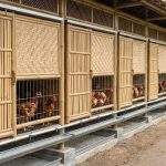10 Ide Kandang Ayam Sederhana dari Bambu yang Cantik dan Fungsional