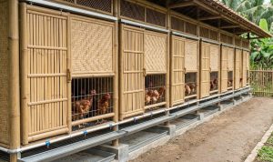 10 Ide Kandang Ayam Sederhana dari Bambu yang Cantik dan Fungsional