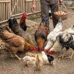 10 Pakan Ayam Kampung Agar Cepat Gemuk dan Sehat Tanpa Pelet Mahal