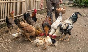 10 Pakan Ayam Kampung Agar Cepat Gemuk dan Sehat Tanpa Pelet Mahal