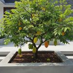 10 Pohon Buah Tahan Beton untuk Lahan Sempit dan Mudah Tumbuh