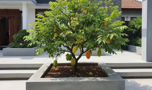 10 Pohon Buah Tahan Beton untuk Lahan Sempit dan Mudah Tumbuh