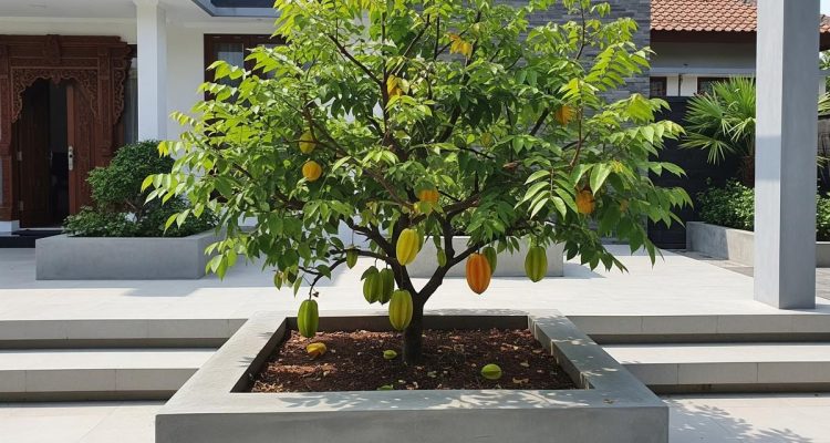10 Pohon Buah Tahan Beton untuk Lahan Sempit dan Mudah Tumbuh