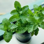11 Tanaman Sayur yang Aromanya Tidak Disukai Ular, Ampuh Usir dari Rumah