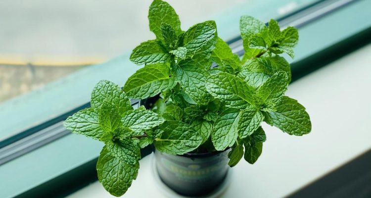 11 Tanaman Sayur yang Aromanya Tidak Disukai Ular, Ampuh Usir dari Rumah