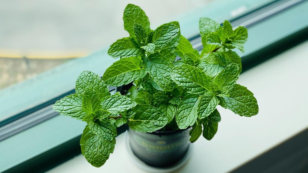 11 Tanaman Sayur yang Aromanya Tidak Disukai Ular, Ampuh Usir dari Rumah