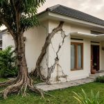 12 Pohon Berbuah yang Akarnya Bisa Merusak Pondasi Rumah