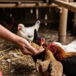 3 Cara Populer: Membuat Pakan Ayam Fermentasi dari Dapur dan Menanam Kelengkeng Tanpa Merusak Jalan