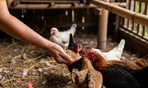 3 Cara Populer: Membuat Pakan Ayam Fermentasi dari Dapur dan Menanam Kelengkeng Tanpa Merusak Jalan