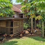 3 Hewan Peliharaan Mini dalam Toples, Pagar Rumah Kecil, dan Ternak Ayam Kampung dengan Pohon Pepaya