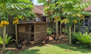 3 Hewan Peliharaan Mini dalam Toples, Pagar Rumah Kecil, dan Ternak Ayam Kampung dengan Pohon Pepaya