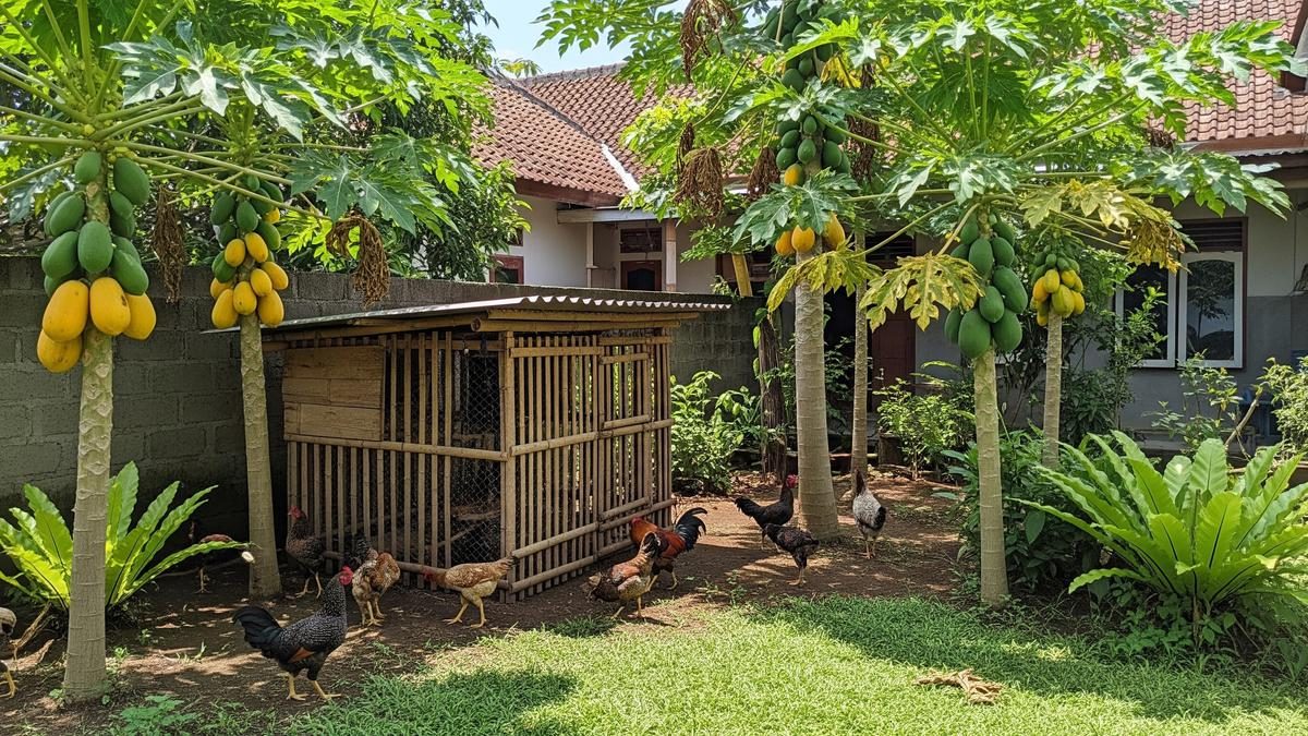 3 Hewan Peliharaan Mini dalam Toples, Pagar Rumah Kecil, dan Ternak Ayam Kampung dengan Pohon Pepaya