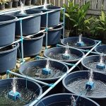 5 Cara Mudah Ternak Lele dalam Ember agar Tidak Kanibal