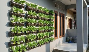 6 Cara Mudah Berkebun Pakcoy Gantung Bebas Ulat di Lahan Sempit
