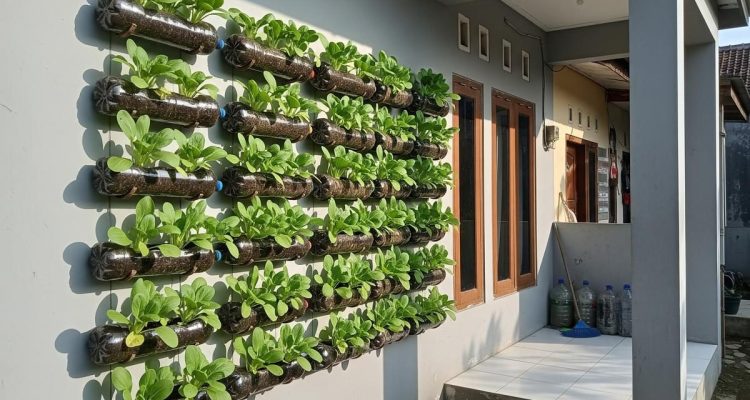6 Cara Mudah Berkebun Pakcoy Gantung Bebas Ulat di Lahan Sempit