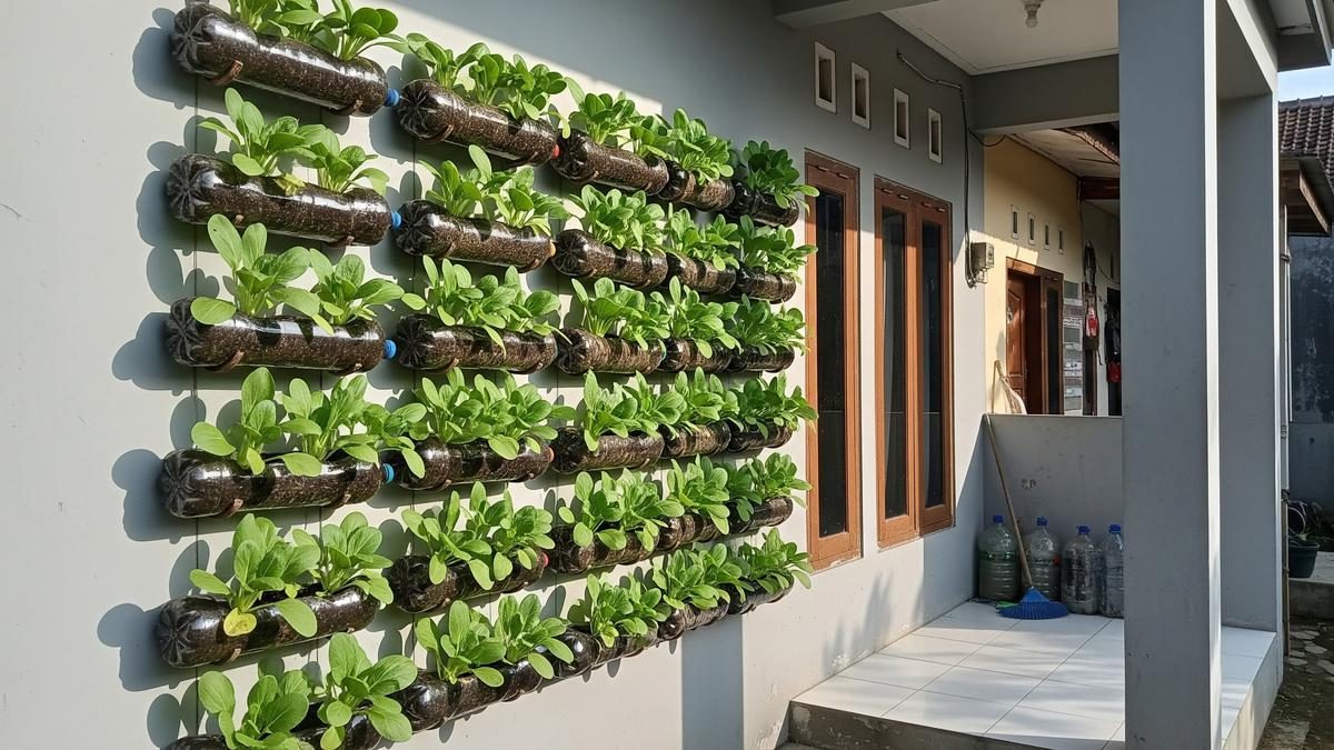 6 Cara Mudah Berkebun Pakcoy Gantung Bebas Ulat di Lahan Sempit