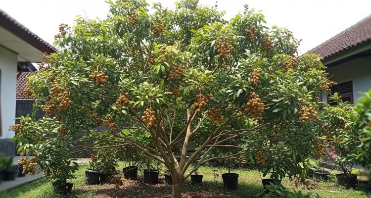 6 Jenis Kelengkeng yang Akarnya Tidak Merusak Lantai, Aman untuk Pekarangan Rumah