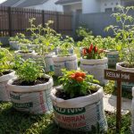 7 Ide Kreatif Membuat Pot Tanaman dari Karung Beras Bekas yang Fungsional
