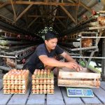 7 Langkah Budidaya Ayam Petelur dengan Modal Terbatas, dari Awal Hingga Hasil Memuaskan
