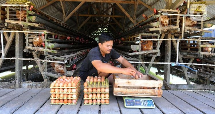 7 Langkah Budidaya Ayam Petelur dengan Modal Terbatas, dari Awal Hingga Hasil Memuaskan