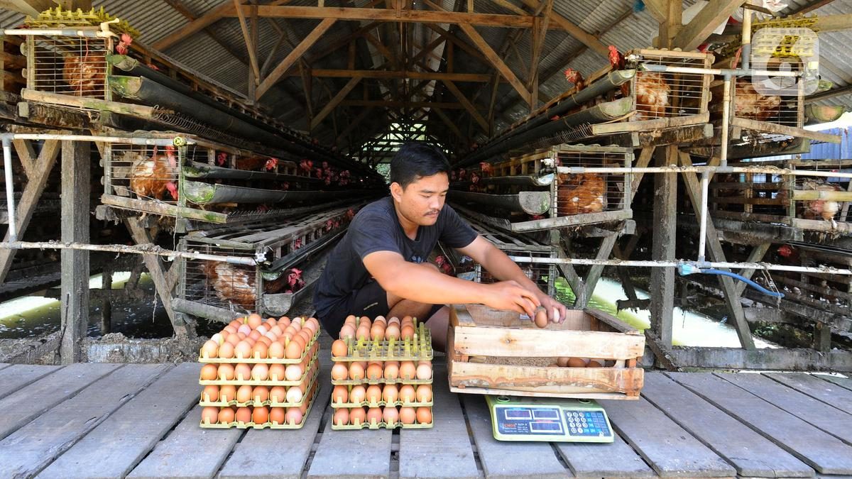 7 Langkah Budidaya Ayam Petelur dengan Modal Terbatas, dari Awal Hingga Hasil Memuaskan