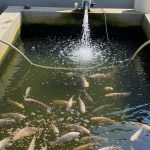 7 Tips Budidaya Ikan Mujair di Kolam Semen Sempit untuk Panen Berlimpah