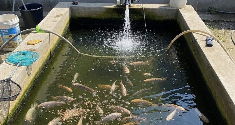 7 Tips Budidaya Ikan Mujair di Kolam Semen Sempit untuk Panen Berlimpah