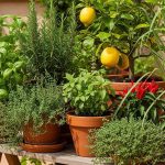 9 Tanaman Dapur yang Tahan Panas dan Mudah Tumbuh Subur