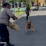 Anjing K9 Spesialis Pelacak Polresta Banyuwangi Latihan Khusus