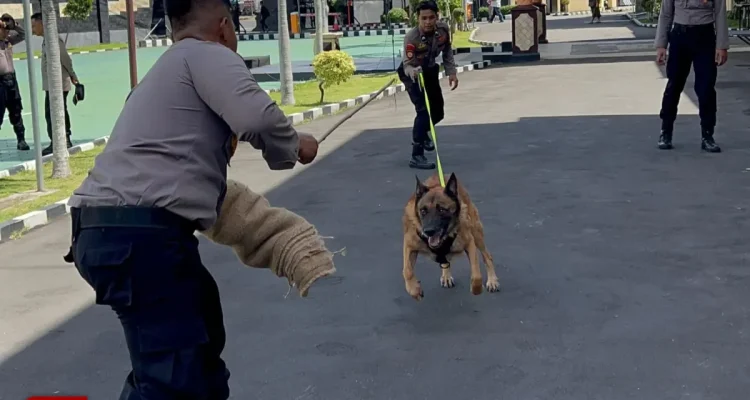 Anjing K9 Spesialis Pelacak Polresta Banyuwangi Latihan Khusus