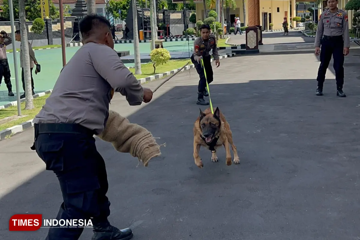 Anjing K9 Spesialis Pelacak Polresta Banyuwangi Latihan Khusus