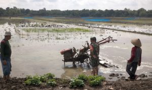 Babinsa Jatisura Dampingi Petani Olah Lahan MT II Cikedung