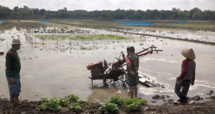 Babinsa Jatisura Dampingi Petani Olah Lahan MT II Cikedung