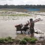 Babinsa Jatisura Dampingi Petani Olah Lahan MT II Cikedung