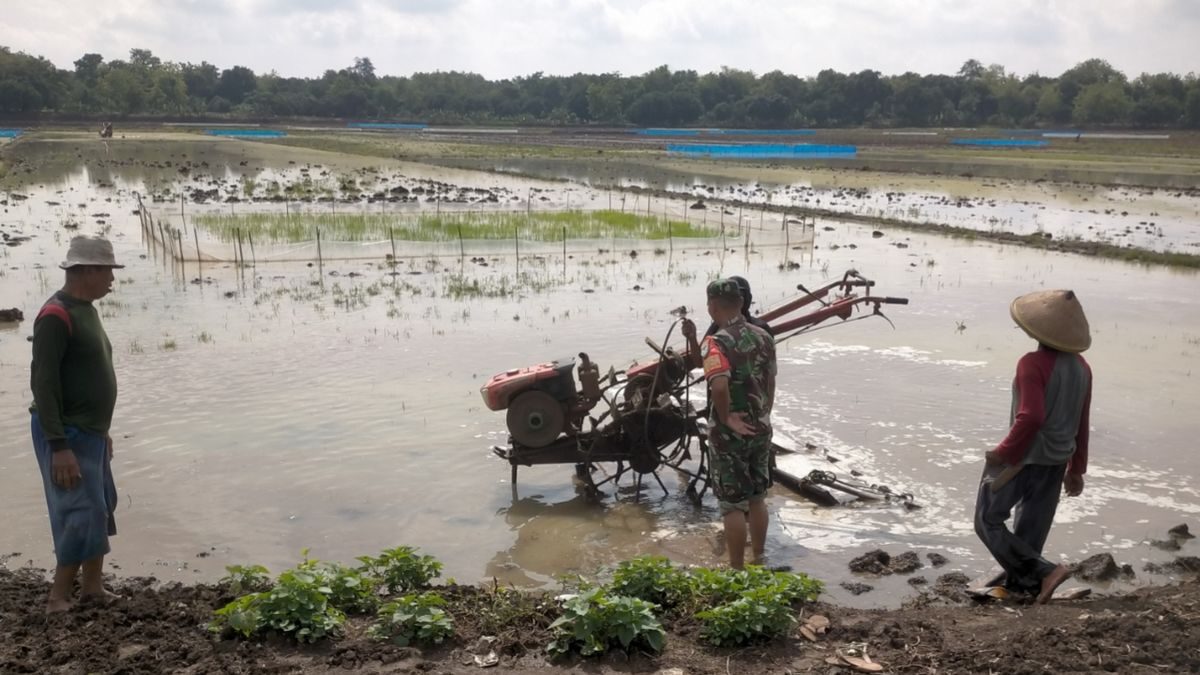 Babinsa Jatisura Dampingi Petani Olah Lahan MT II Cikedung