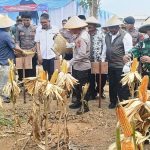 Babinsa Koramil Haurgeulis Datangi Panen Jagung Besar, Prabowo Sampaikan Pesan Krusial Soal Kedaulatan Pangan