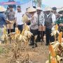 Babinsa Koramil Haurgeulis Datangi Panen Jagung Besar, Prabowo Sampaikan Pesan Krusial Soal Kedaulatan Pangan
