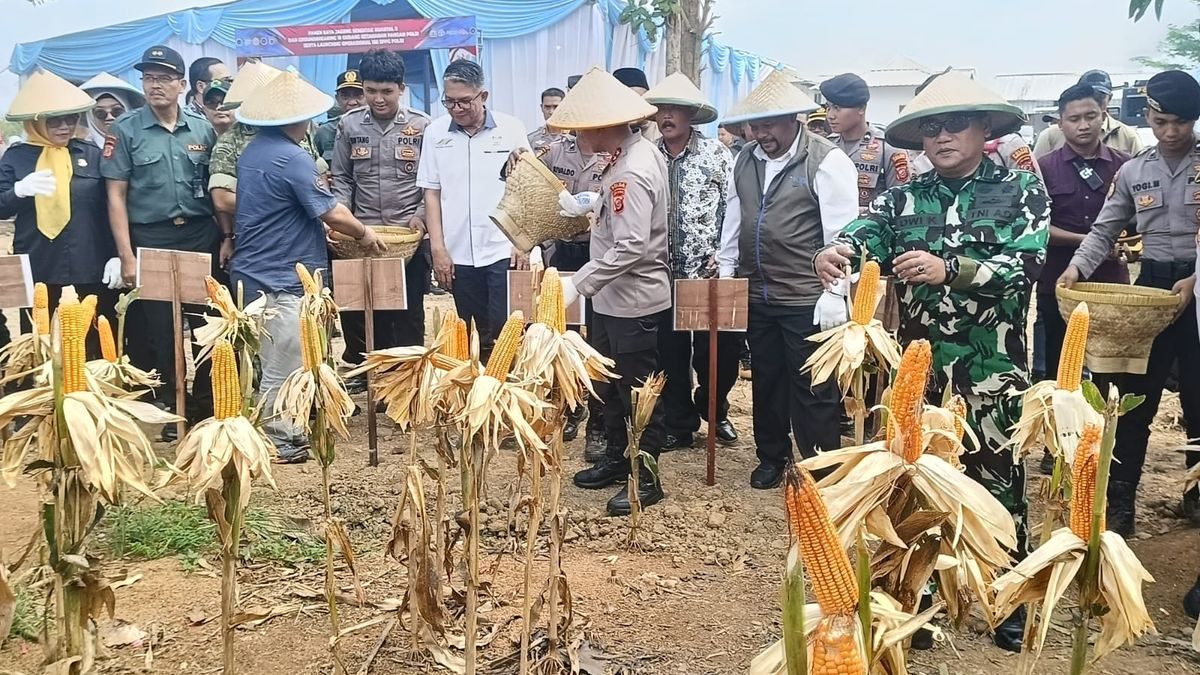 Babinsa Koramil Haurgeulis Datangi Panen Jagung Besar, Prabowo Sampaikan Pesan Krusial Soal Kedaulatan Pangan