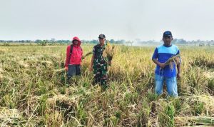 Babinsa Koramil Sliyeg Bantu Petani Panen Padi Perkuat Ketahanan Pangan