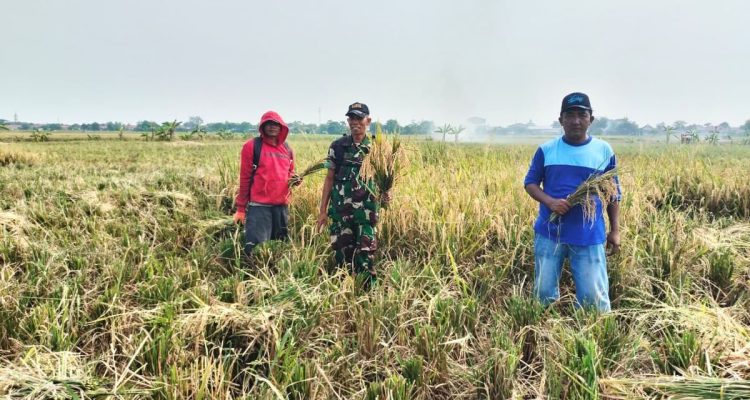 Babinsa Koramil Sliyeg Bantu Petani Panen Padi Perkuat Ketahanan Pangan
