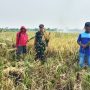 Babinsa Koramil Sliyeg Bantu Petani Panen Padi Perkuat Ketahanan Pangan