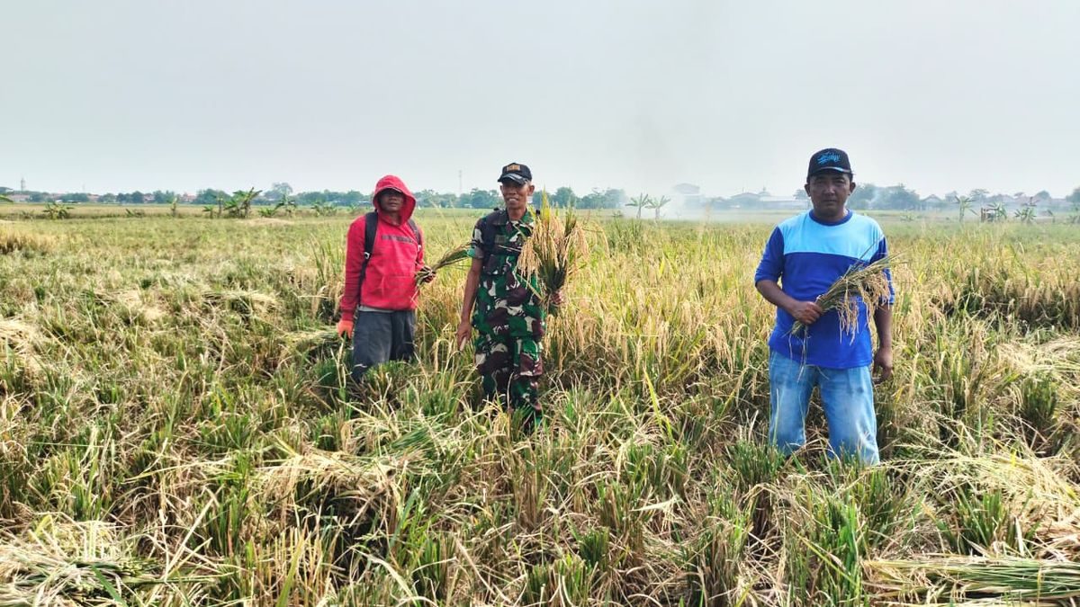 Babinsa Koramil Sliyeg Bantu Petani Panen Padi Perkuat Ketahanan Pangan