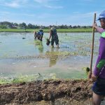 Babinsa Koramil Terisi Dampingi Petani Tanam Padi: Bukan Sekadar Seragam Loreng