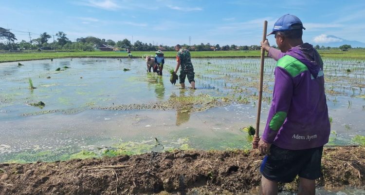 Babinsa Koramil Terisi Dampingi Petani Tanam Padi: Bukan Sekadar Seragam Loreng